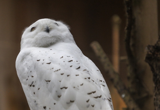 Kakulised (Strigiformes)