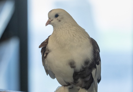 Tuvilised (Columbiformes)