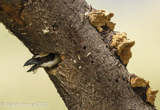 Rähnilised (Piciformes)