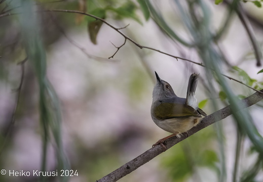 221112HK 0N2A8004-topaz-denoiseraw