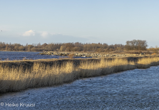 Paljassaare 04/21