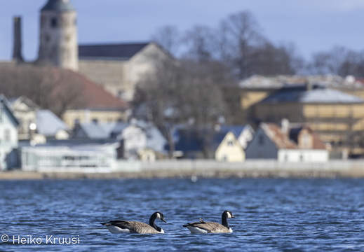 Lihavõtte linnuloendus 04/21